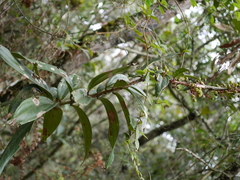 Thibaudia floribunda