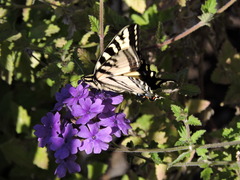 Papilio rutulus