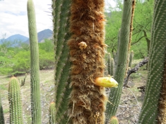 Espostoa mirabilis