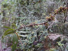 Thibaudia floribunda