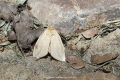 Saliocleta