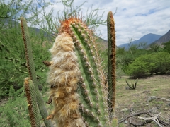 Espostoa mirabilis