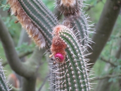 Espostoa mirabilis