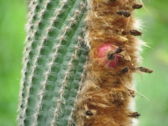 Espostoa mirabilis