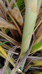 Austroderia splendens