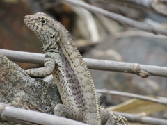 Microlophus arenarius