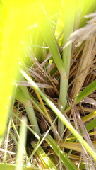Austroderia splendens
