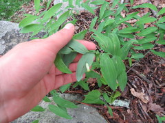 Polygonatum biflorum biflorum