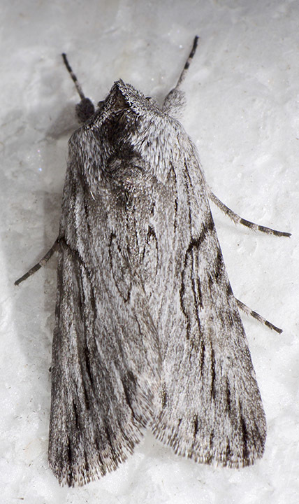 Supralathosea