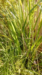 Austroderia splendens