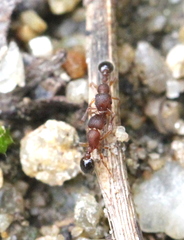 Tetramorium lanuginosum