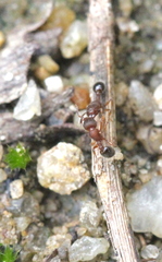 Tetramorium lanuginosum
