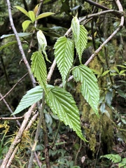 Rubus kawakamii
