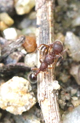 Tetramorium lanuginosum