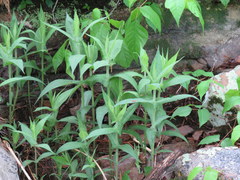Eupatorium perfoliatum