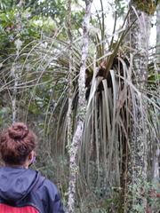 Tillandsia longifolia