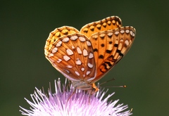 Speyeria coronis semiramis