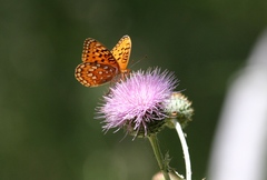 Speyeria coronis semiramis