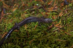 Plethodon nettingi