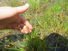 Juncus filipendulus