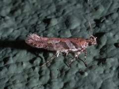 Aristotelia rubidella