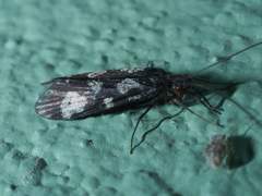 Chimarra texana