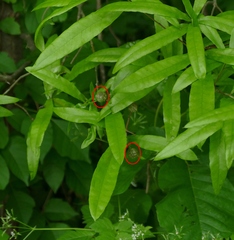 Dryocosmus quercuslaurifoliae