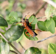 Batozonellus dorsalis