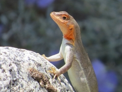 Microlophus arenarius