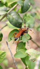 Batozonellus dorsalis