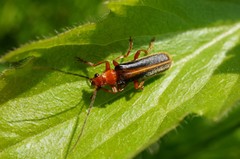 Cantharis soeulensis