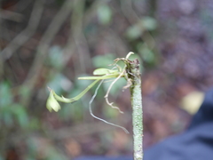 Telipogon williamsii