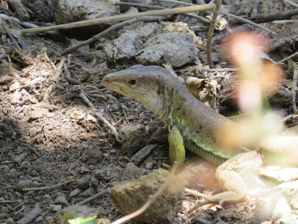 Chachapoyas Ameiva