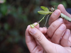 Telipogon williamsii