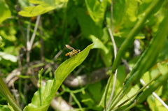 Sphaerophoria menthastri