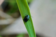 Cryptocephalus parvulus