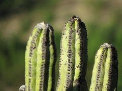 Browningia pilleifera