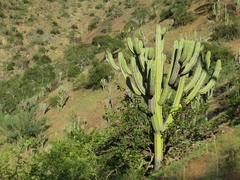 Browningia pilleifera