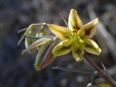 Fritillaria viridea