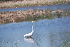 Ardea alba