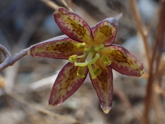 Fritillaria viridea