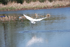 Ardea alba