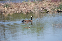 Branta canadensis