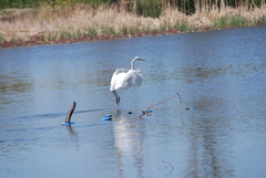 Ardea alba