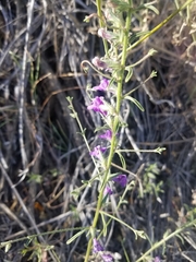Sairocarpus vexillocalyculatus