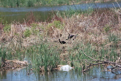 Plegadis chihi