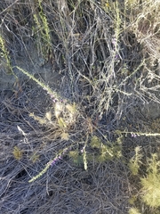 Sairocarpus vexillocalyculatus