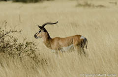 Nanger soemmerringii