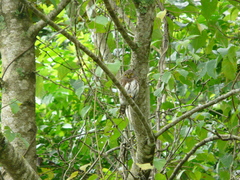 Glaucidium sanchezi