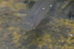 Pseudoxiphophorus bimaculatus